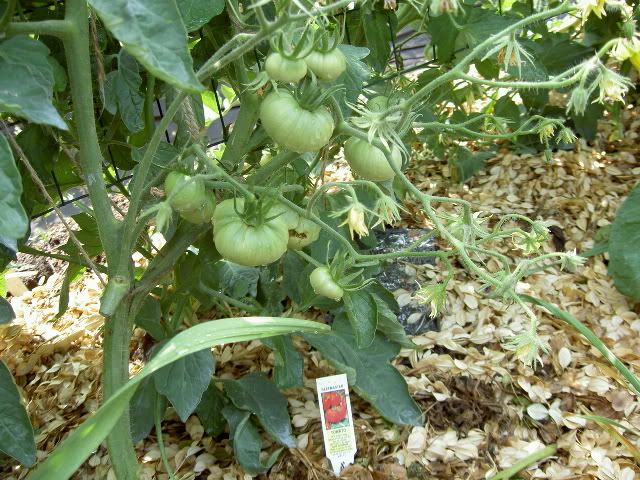 Photo Sharing and Video Hosting at Photobucket